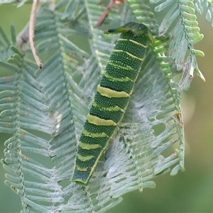 Charaxes sempronius at Wodonga, VIC - 17 May 2025 12:49 PM