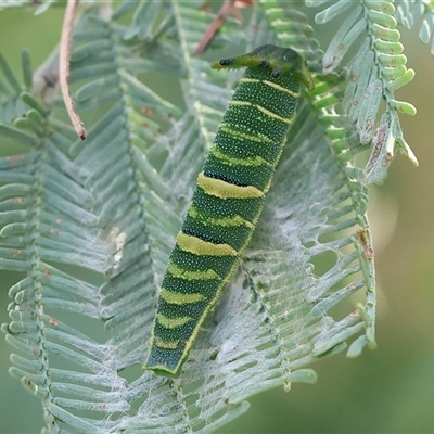 Charaxes sempronius at Wodonga, VIC - Yesterday by KylieWaldon
