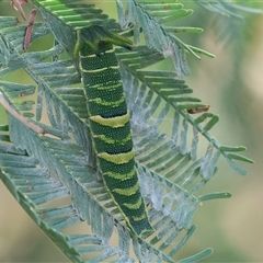 Charaxes sempronius at Wodonga, VIC - 17 May 2025 12:49 PM