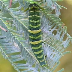 Charaxes sempronius at Wodonga, VIC - 17 May 2025 12:49 PM