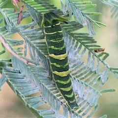Charaxes sempronius at Wodonga, VIC - 17 May 2025 12:49 PM