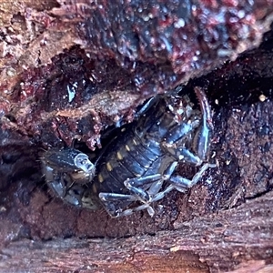 Unverified Scorpion (Scorpiones) at Kingscote, SA - Today by JoshMulvaney