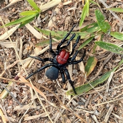 Missulena occatoria (Red-headed Mouse Spider) at Farrer, ACT - 30 Apr 2025 by Nyree