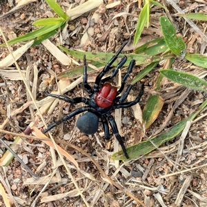 Missulena occatoria (Red-headed Mouse Spider) at Farrer, ACT - 30 Apr 2025 by Nyree