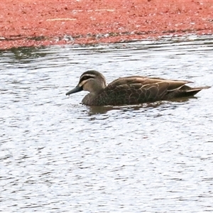 Anas superciliosa at McKellar, ACT - 1 May 2025 by AlisonMilton