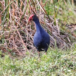 Porphyrio melanotus at McKellar, ACT - 1 May 2025 by AlisonMilton