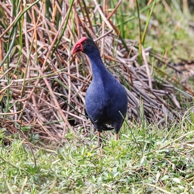 Porphyrio melanotus (Australasian Swamphen) at McKellar, ACT - 1 May 2025 by AlisonMilton