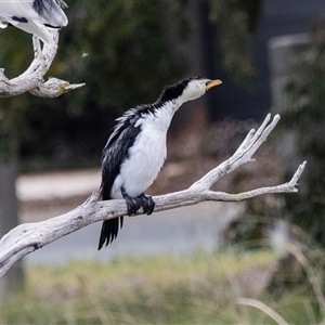 Microcarbo melanoleucos at McKellar, ACT - 1 May 2025 by AlisonMilton
