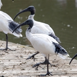 Threskiornis molucca at McKellar, ACT - 1 May 2025 by AlisonMilton