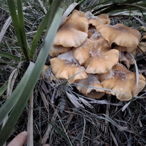 Unverified Fungus by Dron