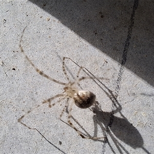 Unverified Spider by Dron