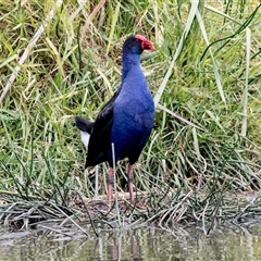 Porphyrio melanotus (Australasian Swamphen) at McKellar, ACT - 1 May 2025 by AlisonMilton