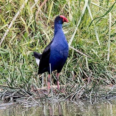 Porphyrio melanotus (Australasian Swamphen) at McKellar, ACT - 1 May 2025 by AlisonMilton