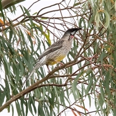 Anthochaera carunculata (Red Wattlebird) at McKellar, ACT - 1 May 2025 by AlisonMilton