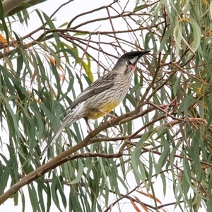 Anthochaera carunculata at McKellar, ACT - 1 May 2025 by AlisonMilton