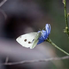 Pieris rapae (Cabbage White) at McKellar, ACT - 1 May 2025 by AlisonMilton