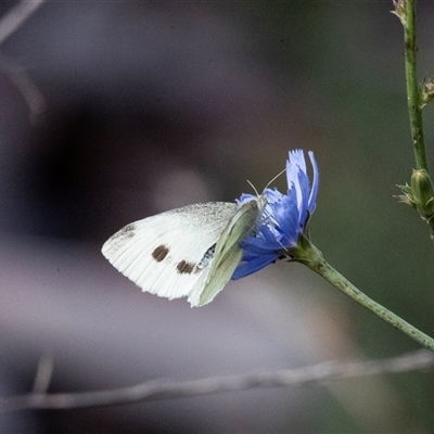 Pieris rapae (Cabbage White) at McKellar, ACT - 1 May 2025 by AlisonMilton