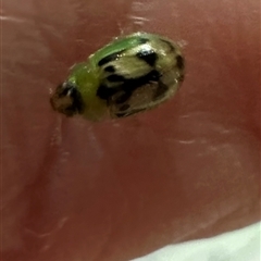 Peltoschema hamadryas (Hamadryas leaf beetle) at Aranda, ACT - Yesterday by lbradley
