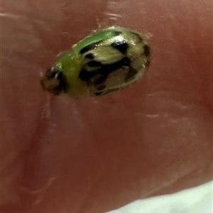 Unverified Beetle (Coleoptera) at Aranda, ACT - Today by lbradley