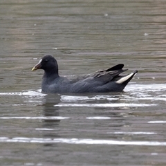 Gallinula tenebrosa (Dusky Moorhen) at McKellar, ACT - 1 May 2025 by AlisonMilton