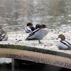 Chenonetta jubata (Australian Wood Duck) at McKellar, ACT - 1 May 2025 by AlisonMilton