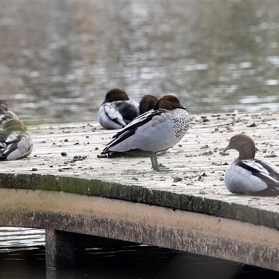 Chenonetta jubata (Australian Wood Duck) at McKellar, ACT - 1 May 2025 by AlisonMilton