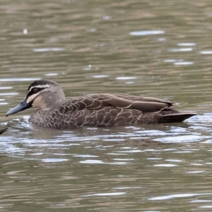 Anas superciliosa at McKellar, ACT - 1 May 2025 by AlisonMilton