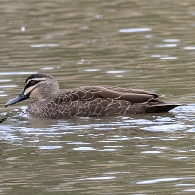 Anas superciliosa (Pacific Black Duck) at McKellar, ACT - 1 May 2025 by AlisonMilton