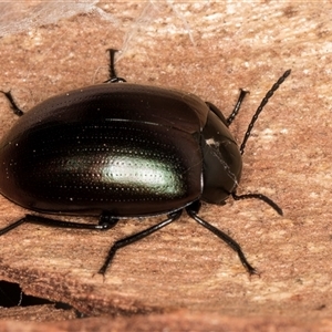 Chalcopteroides cupripennis at Bruce, ACT - 15 May 2025 by kasiaaus