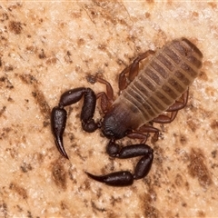Pseudoscorpiones (order) at Bruce, ACT - 15 May 2025 by kasiaaus
