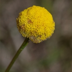 Craspedia variabilis (Common Billy Buttons) at Whitlam, ACT - 26 Oct 2024 by AlisonMilton