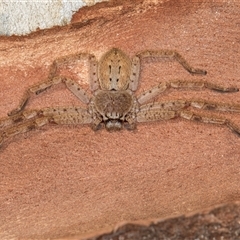 Unverified Huntsman spider (Sparassidae) at Bruce, ACT - 15 May 2025 by kasiaaus