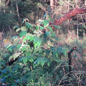 Androcalva rossii at suppressed - suppressed