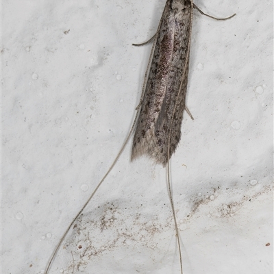 Ceromitia leptosticta (A Fairy moth) at Melba, ACT - 15 May 2025 by kasiaaus
