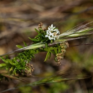Unverified Other Shrub at Whitlam, ACT - 26 Oct 2024 by AlisonMilton