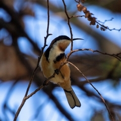 Acanthorhynchus tenuirostris (Eastern Spinebill) at Higgins, ACT - 8 Apr 2025 by AlisonMilton