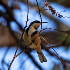 Acanthorhynchus tenuirostris at Higgins, ACT - 8 Apr 2025 by AlisonMilton