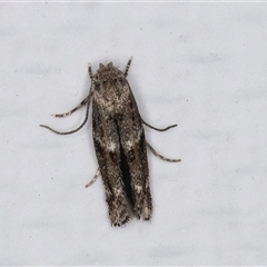 Elachista (genus) (Elachistidae) at Melba, ACT - 15 May 2025 by kasiaaus