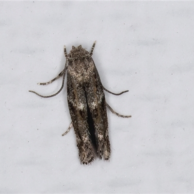 Elachista (genus) (Elachistidae) at Melba, ACT - 15 May 2025 by kasiaaus