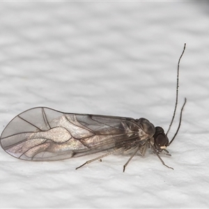 Unverified Plant Louse (Psocodea, Pscoptera, several families) at Melba, ACT - 15 May 2025 by kasiaaus