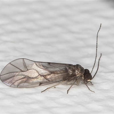 Psocidae (family) (A common barklice) at Melba, ACT - 15 May 2025 by kasiaaus