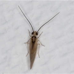 Valenzuela (Genus) (A barklouse) at Melba, ACT - 15 May 2025 by kasiaaus