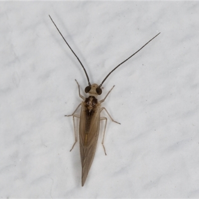 Valenzuela (Genus) (A barklouse) at Melba, ACT - 15 May 2025 by kasiaaus