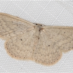 Scopula optivata (Varied Wave) at Melba, ACT - 15 May 2025 by kasiaaus