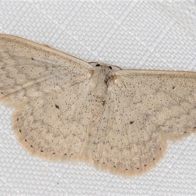 Scopula optivata (Varied Wave) at Melba, ACT - 15 May 2025 by kasiaaus
