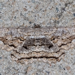 Scioglyptis lyciaria (White-patch Bark Moth) at Melba, ACT - 15 May 2025 by kasiaaus