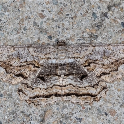 Scioglyptis lyciaria (White-patch Bark Moth) at Melba, ACT - 15 May 2025 by kasiaaus
