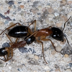 Camponotus consobrinus (Banded sugar ant) at Melba, ACT - 15 May 2025 by kasiaaus