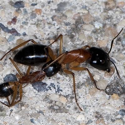 Camponotus consobrinus (Banded sugar ant) at Melba, ACT - 15 May 2025 by kasiaaus