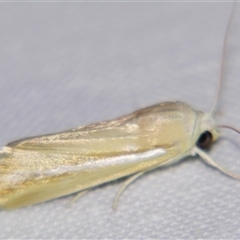 Leucania (Leucania) cruegeri (Creuger's Noctuid) at Longreach, QLD - 31 Oct 2009 by PJH123
